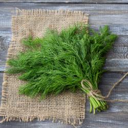 Aneth : Mot du glossaire Tête à modeler. L'aneth est une plante aromatique aussi appelée fenouil. Activités associées.