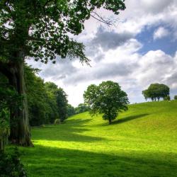 Arbre : explication Tête à modeler du mot arbre . Un arbre est une plante de grande taille fixée en terre par des racines. Activités associées.