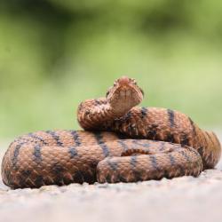 Aspic : Mot du glossaire Tête à modeler. L'aspic est un serpent.  Activités associées