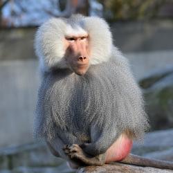 Babouin - mot du glossaire Tête à modeler. Babouin : Le babouin est un singe d'afrique. Définition et activités associées au mot babouin.