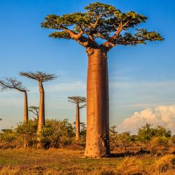 baobab - mot du glossaire Tête à modeler. Le baobab est un instrument de musique. Définition et activités associées au mot baobab.