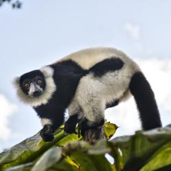indri - mot du glossaire Tête à modeler. Définition et activités associées au mot indri.