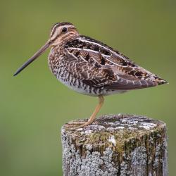 Bécasse - mot du glossaire Tête à modeler.Une bécasse est un oiseau migrateur au long bec fin. Définition et activités associées au mot bécasse.