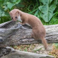 belette - mot du glossaire Tête à modeler. La belette est un petit mammifère carnivore au corps allongé Définition et activités associées au mot belette.