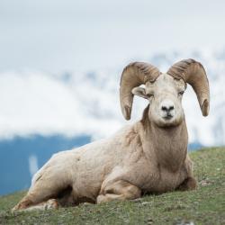 Bélier - mot du glossaire Tête à modeler. Un bélier est un mouton mâle. Définition et activités associées au mot baobab.