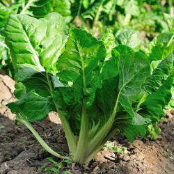 bette - mot du glossaire Tête à modeler. La bette est une plante dont les tiges blanches se mangent en légumes. Definition et activités associées au mot bette.
