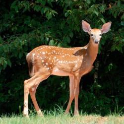 biche - mot du glossaire Tête à modeler. La biche est la femelle du cerf.  Définition et activités associées au mot biche.