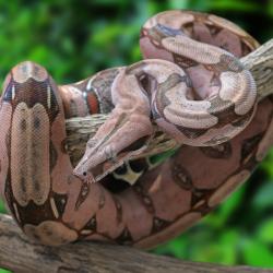 boa - mot du glossaire Tête à modeler.Le Boa est un serpent non venimeux. Définition et activités associées au mot boa.