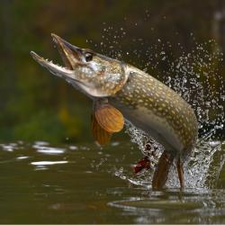 brochet  - mot du glossaire Tête à modeler. Le brochet est un poisson d'eau douce. Définition et activités associées au mot brochet .
