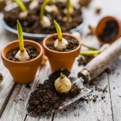 bulbe - mot du glossaire Tête à modeler. Le bulbe est la partie renflée de certaines plantes. Définition et activités associées au mot bulbe.