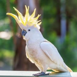 cacatoes - mot du glossaire Tête à modeler. Le cacatoès est un perroquet de couleur unie. Définition et activités associées au mot cacatoes.