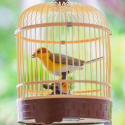 cage - mot du glossaire Tête à modeler. Une cage est un espace clos par des barreaux ou un grillage. Définition et activités associées au mot cage.