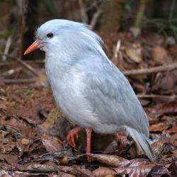 cagou - mot du glossaire Tête à modeler. Un cagou est un oiseau échassier.  Définition et activités associées au mot cagou.
