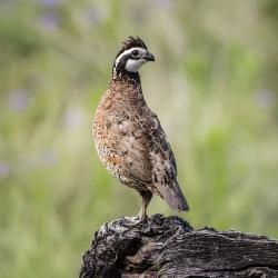 caille - mot du glossaire Tête à modeler. La caille est un oiseau. Définition et activités associées au mot caille.
