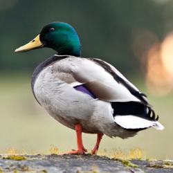 canard - mot du glossaire Tête à modeler. Le canard est un oiseau à pieds palmés. Définition et activités associées au mot canard.
