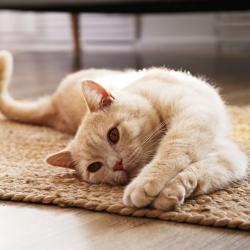 Chat - mot du glossaire Tête à modeler.   Définition et activités associées au mot Chat.
