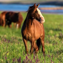 cheval - mot du glossaire Tête à modeler.   Définition et activités associées au mot cheval.