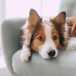 Chien - mot du glossaire Tête à modeler.  Le chien est un mammifère carnivore domestique. Définition et activités associées au mot Chien.