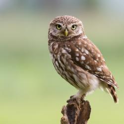 chouette - mot du glossaire Tête à modeler.  L chouette est un rapace.  Définition et activités associées au mot chouette.