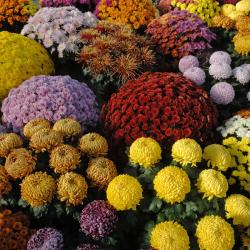chrysantheme - mot du glossaire Tête à modeler.   Définition et activités associées au mot chrysantheme.