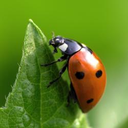 coccinelle - mot du glossaire Tête à modeler. La coccinelle est un petit insecte coléoptère.  Définition et activités associées au mot coccinelle.