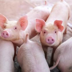 cochon - mot du glossaire Tête à modeler. Le cochon est un mammifère.  Définition et activités associées au mot cochon.