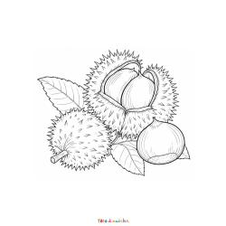 Imprimez gratuitement ce coloriage de châtaignes. Une activité automnale parfaite pour découvrir les fruits de la forêt.