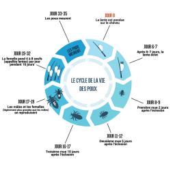 Comment vivent les poux ? Comment fonctionnent leur cycle ? Combien d'oeufs pond un poux ? Découvrez des informations condensés sur les poux grâce à ce cycle de la vie des poux à imprimer.