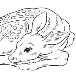 Retrouvez un coloriage de cerf ! Un dessin à imprimer gratuitement sur le thème des animaux de la forêt - Page 02