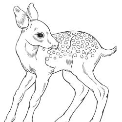 Retrouvez un coloriage de cerf ! Un dessin à imprimer gratuitement sur le thème des animaux de la forêt - Page 05