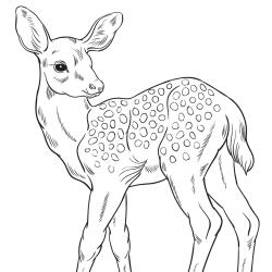 Retrouvez un coloriage de cerf ! Un dessin à imprimer gratuitement sur le thème des animaux de la forêt - Page 06