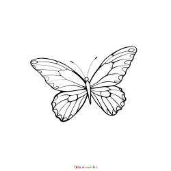 Retrouvez le Coloriage d'un papillon de nuit et imprimez aux enfants un dessin sur le printemps
