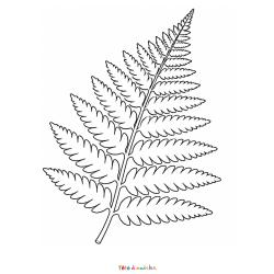 Découvrez une jolie feuille de fougère à colorier gratuitement. Coloriage nature à imprimer en PDF.