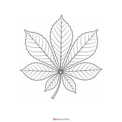 Imprimez gratuitement ce coloriage d'une feuille de marronnier. Un dessin réaliste parfait pour l'automne.