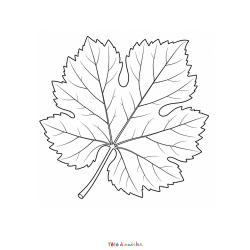 Découvrez ce coloriage gratuit de feuille de vigne à imprimer. Un dessin parfait pour l'automne et les vendanges.