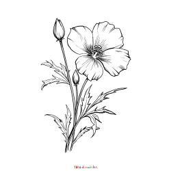 Retrouvez le coloriage d'une fleur de pavot à imprimer et téléchargez un dessin aux enfants qui aiment la nature.