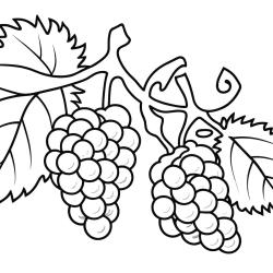 coloriage d'une grappe de raisin