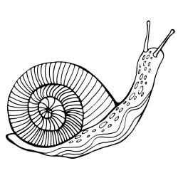 Retrouvez un coloriage d'escargot facile et imprimez un dessin aux enfants qui aiment ces drôles de petites bêtes.