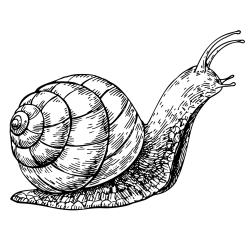 Voici un coloriage d'escargot à imprimer gratuitement. Un dessin d'escargot à imprimer pour tous les petits amoureux des animaux. Page 09