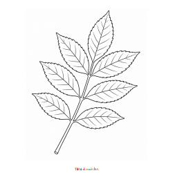 Téléchargez gratuitement ce coloriage d'une feuille de frêne. Un dessin réaliste à colorier pour découvrir les arbres et les feuilles de l'automne.