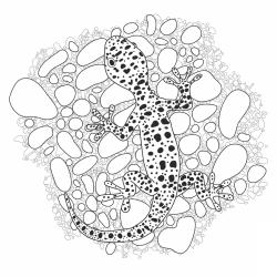 Coloriage lézard : un dessin de lézard à imprimer gratuitement pour les petits amoureux des animaux et des reptiles - Page 3