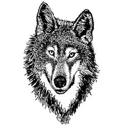 Retrouvez le coloriage d'un loup rapide et imprimez un dessin aux enfants qui aiment ces animaux