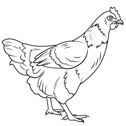 Des dessins de poules et de leurs poussins à imprimer pour le coloriage. Retrouvez tous les coloriages de poules et de poussins vous le coloriage de votre enfant. Le coloriage de poule n'est pas réser