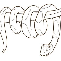 Coloriage serpent : un dessin de serpent à imprimer gratuitement pour les petits amoureux des animaux et des reptiles - Page 7