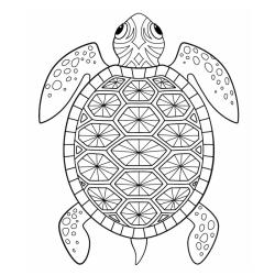 Voici un Coloriage tortue africaine à imprimer gratuitement. Un dessin de tortue à imprimer pour tous les petits amoureux des animaux de la mer. Page 04