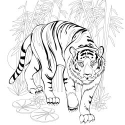 Animaux de la jungle, coloriage animaux de la jungle