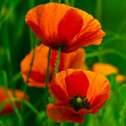 coquelicot - mot du glossaire Tête à modeler. Le coquleicot est une fleur.  Définition et activités associées au mot coquelicot.