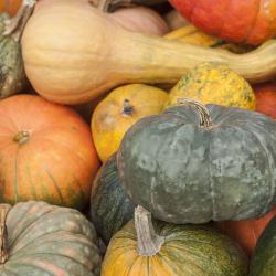 courge - mot du glossaire Tête à modeler. La courge est une plante traînante.  Définition et activités associées au mot courge.