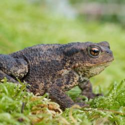 crapaud - mot du glossaire Tête à modeler.   Définition et activités associées au mot crapaud.