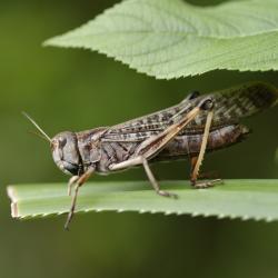 criquet  - mot du glossaire Tête à modeler. Le criquet est un insecte sauteur. Définition et activités associées au mot criquet .